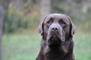 Oliver