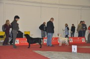 Medzinár.výstava Zagreb 2011, Cas získlala res. CAC