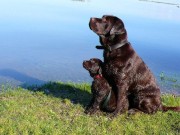 Berry a Fíbi šteniatko