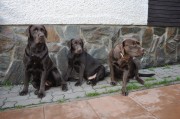 Berry, Oliver a Fibi