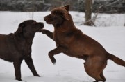 Berrynka a Belfort sa zvítali ....