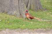 dsc_0714.jpg