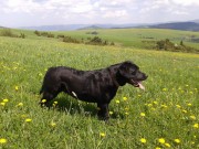 Berry žijúca v Bardejove